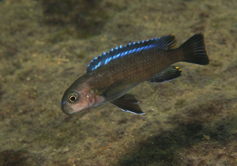 Tropheops sp. 'elongatus reef east' Ntekete